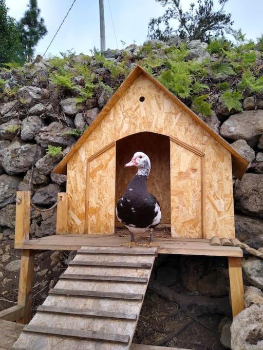 Los Huertos Conect With The Nature & Relax Icod De Los Vinos Eksteriør bilde